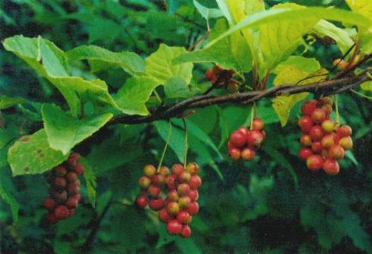 Schisandra Chinensis Extract